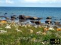 Findling Siebenschneiderstein und weitere Geschiebe an der Küste bei Kap Arkona, Insel Rügen, Mecklenburg-Vorpommern, (D) (22) 01.07.15.JPG